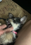 Join if u <3 doggies :3