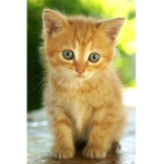 gatitos kawaii los amoooo :3
