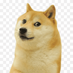 Doge Raiding Server
