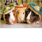 Guinea Pig Lovers! Group Thumbnail