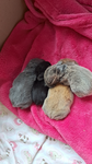 ~|sleepybunnies|~