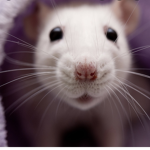 THE SEWAGE RATS