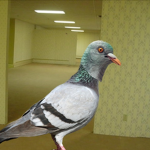 The Pigeon Syndicate