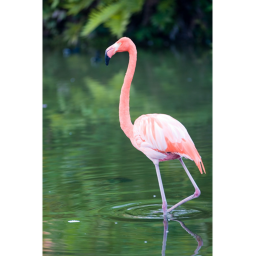 Flamingo Applications