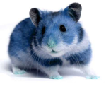 Blue hamster gang