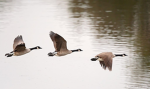 GooseKing’s