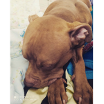Fans of Pitbulls and owners!