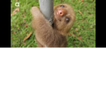 Sloth Army #1