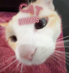 Cat's Studios.