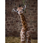 giraffe & sheep & sloth