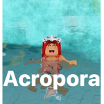 Acropora