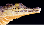 Crocodile Studios