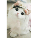Cutest Kitty’s Club