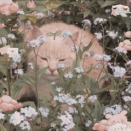 ✧