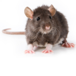 The amazing,and beautiful rats
