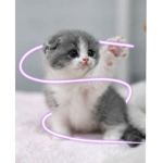 Kitty Cats Meow Squad