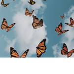 •Butterflies Aesthetics•