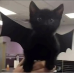 $ vamp kitty $