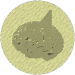 Strangeskull fossil