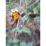 Mellimo9