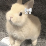 BUNNYCO!