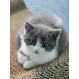 Kitty's Day :)