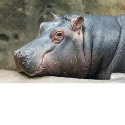 Hippos relaxed