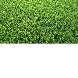 Just Some Random Grass