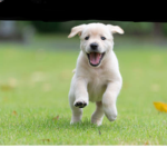 Follow my pack