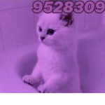 -=≡ραωѕ≡=-