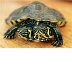 Two Headed Turtles Are Awsesome!