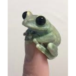 Kawaii Frog Group =]