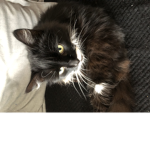Insanely cute pets that sometimes go Insane