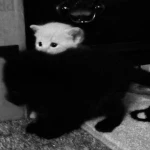Нokkaido Group Thumbnail