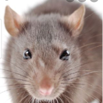 RATS ONLYYYY