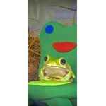 ~!Froggy cult!~