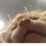 ShinyFlare Studios