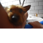 Doggo fun group
