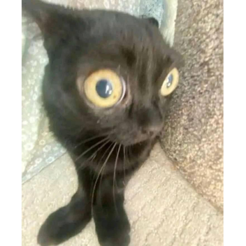 Grrr