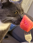 Happy watermelon kitty