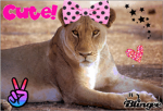 Lady Lions Cheerleaders