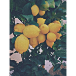 Uniqux Lemon ARMY