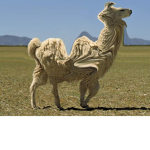 Deformed Llama Squad