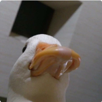 Cheesey Loops