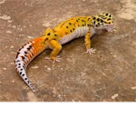 Lizard Keepers