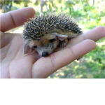HEDGEY HOGGIES