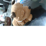 Pugs Group ROBLOX