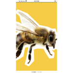 Bee brothers in style