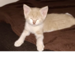 Patty catty