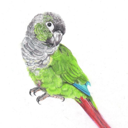 conure drawing Roblox decal